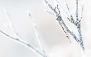 Siberian winter damsel