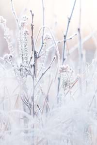 Siberian winter damsel