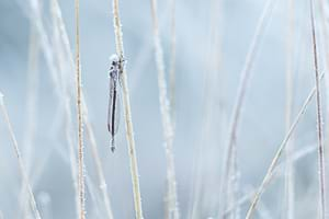 Siberian winter damsel