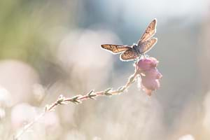 Silver-studded blue