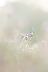 Silver-studded blue