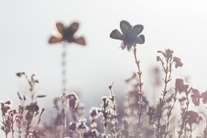 Silver studded blue