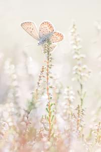 Silver studded blue