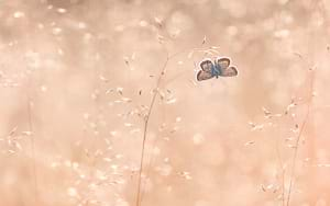 Silver studded blue