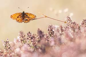 Small pearl-bordered fritillary on thyme