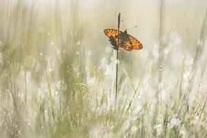 Small pearl-bordered fritillary