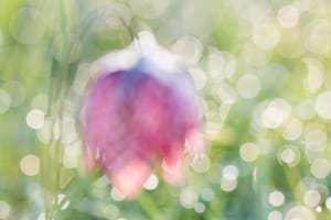 Snakes head fritillary