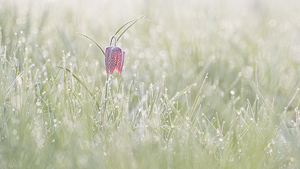 Snake's Head Fritillary