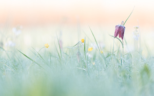 Snake's Head Fritillary