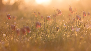 Snake's Head Fritillary