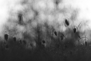 Snake's Head Fritillary