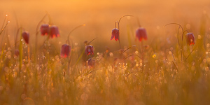 Snakes head fritillary