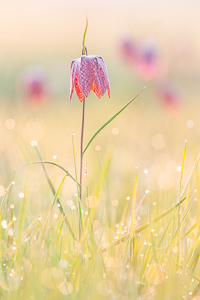 Snakes head fritillary