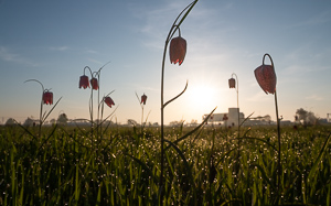 Snakes head fritillary