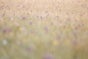 Snakes head fritillary