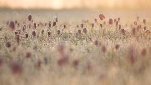 Snakes head fritillary