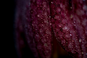 Snakes head fritillary