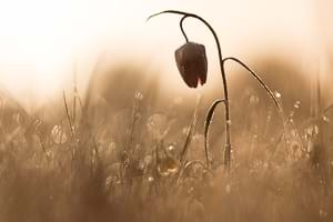 Snakes head fritillary