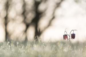 Snakes head fritillary