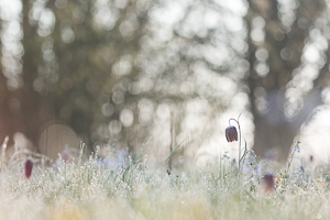 Snake's Head Fritillary