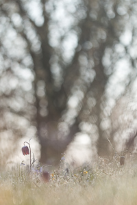 Snake's Head Fritillary