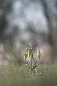 Snake's Head Fritillary