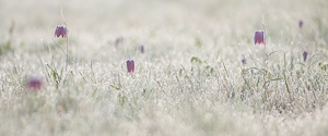 Snake's Head Fritillary