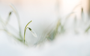 Snowdrops in snow