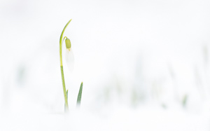 Snowdrops in snow