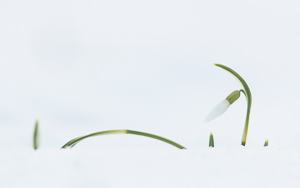 Snowdrops in snow