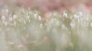 Snowdrops