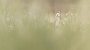 Snowdrops