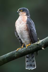 Sparrowhawk