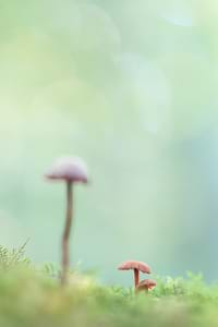 Toadstools