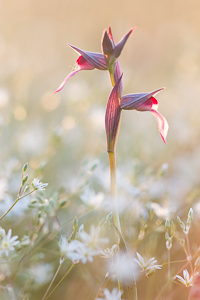 Tongue-orchid