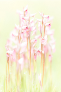 Tongue-orchid