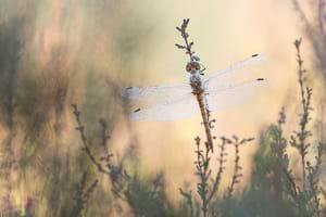 Vagrant darter