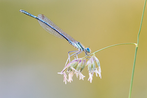 White-legged damselfly