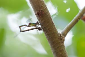 Willow emerald damselfly (female)