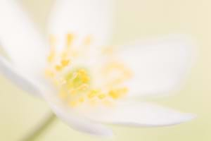 Wood anemone