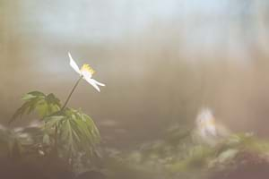 Wood anemone