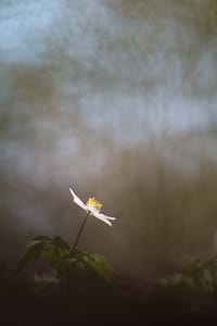 Wood anemone